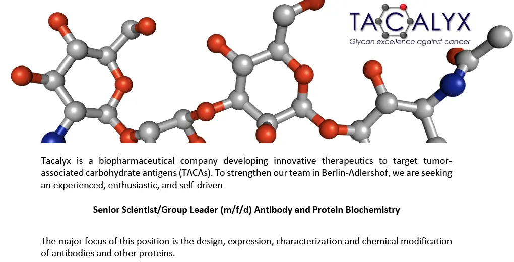 Tacalyx job posting for a Senior Scientist/Group Leader Antibody and Protein Biochemistry, below a ball-and-stick model of a glycan